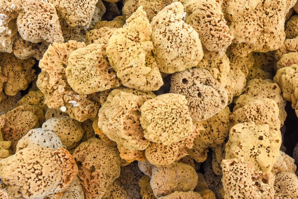 Tripps Now features natural sea sponges as part of Tarpon Springs' historic sponge industry and Greek cultural heritage.